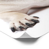 パグとビルマの猫 ポスター (角)