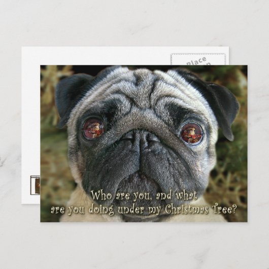 パグのクリスマスの郵便はがき-彼女の目…検討して下さい シーズンポストカード (正面/裏面)