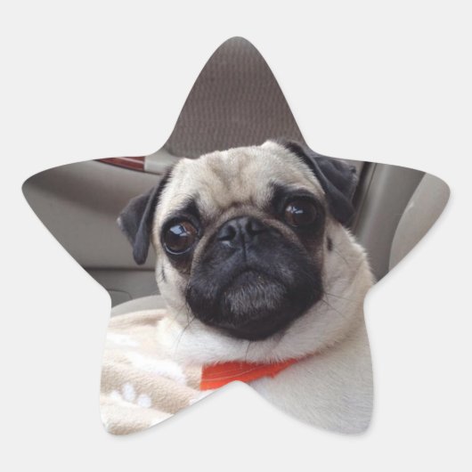 パグのステッカー 星シール (正面)