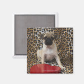 パグの子犬がアニマルプリントに座って マグネット (正面/裏面)