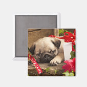 パグの子犬とギフトボックス マグネット (正面/裏面)