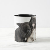 パグの子犬3頭 マグカップ (中央)