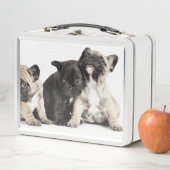 パグの子犬3頭 メタルランチボックス (インサイチュ)