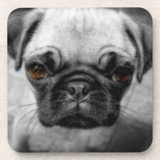 パグの子犬 コースター (正面)