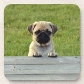 パグの子犬 コースター (正面)