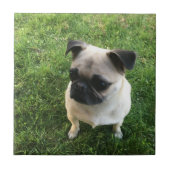 パグの子犬 タイル (正面)