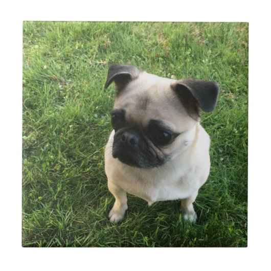 パグの子犬 タイル (正面)