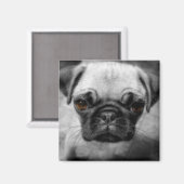 パグの子犬 マグネット (正面/裏面)