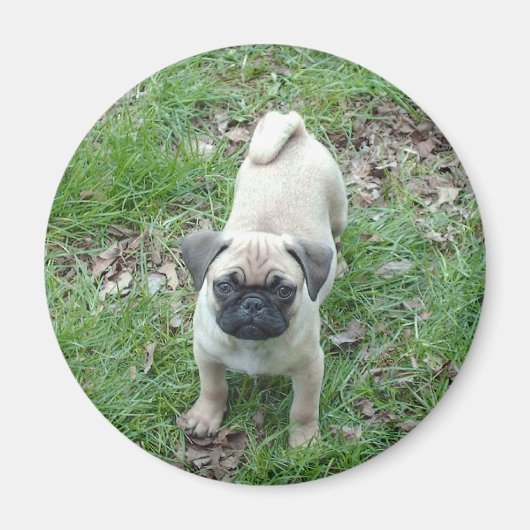 パグの子犬 マグネット (正面)