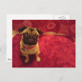 パグの郵便はがきMachi ポストカード (正面/裏面)