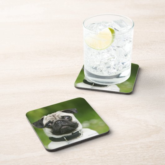パグのheadshot コースター (右側)