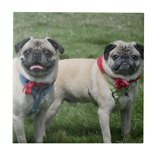 パグはセラミックタイルの後をつけます タイル (正面)