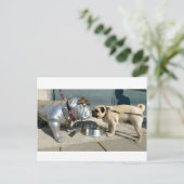 パグキス ポストカード (スタンド正面)