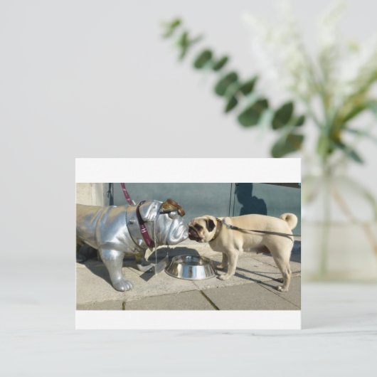 パグキス ポストカード (スタンド正面)