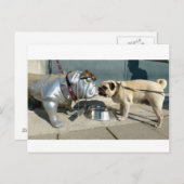 パグキス ポストカード (正面/裏面)