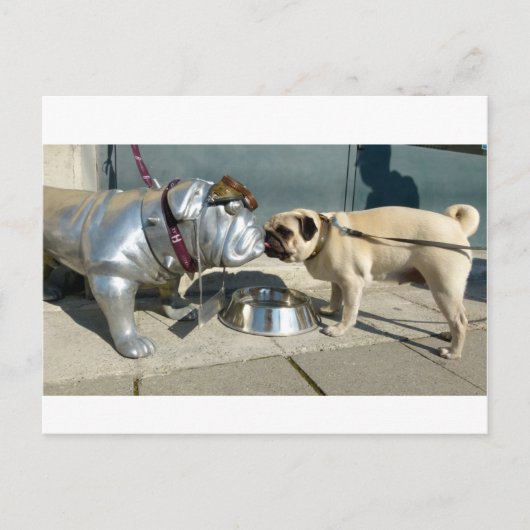 パグキス ポストカード (正面)