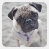 パグクローズアップ スクエアシール (正面)