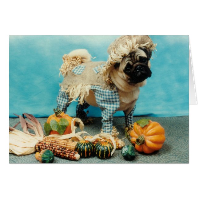 パグドッグスカイクロウ (正面横)