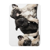 パグパピー3体 マグネット (縦)