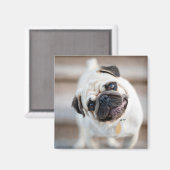 パグヘッドの傾き マグネット (正面/裏面)