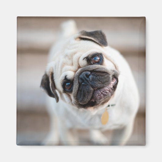 パグヘッドの傾き マグネット (正面)