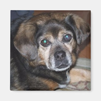 パグル磁石 マグネット