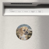 パグル マグネット (インサイチュ (食洗機))