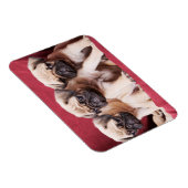 パグ三つ子 マグネット (右側)