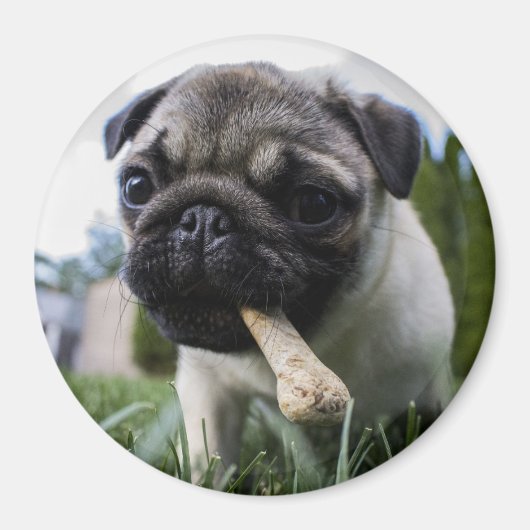 パグ子犬 マグネット (正面)