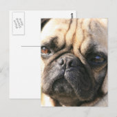 パグ犬の品種はがき ポストカード (正面/裏面)