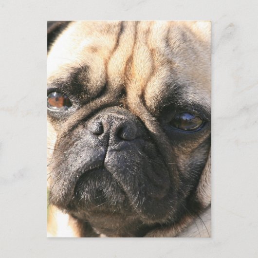 パグ犬の品種はがき ポストカード (正面)