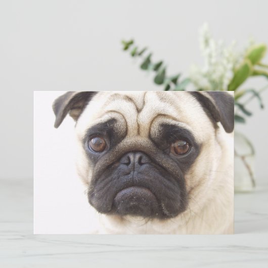 パグ犬の招待状 招待状 (スタンド正面)