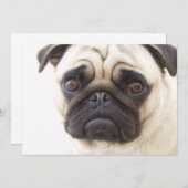 パグ犬の招待状 招待状 (正面/裏面)