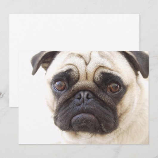 パグ犬の招待状 招待状 (正面/裏面)