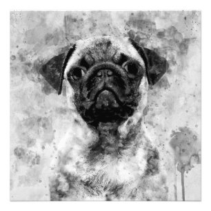 パグ犬の白黒の水色01 フォトプリント