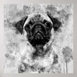 パグ犬の白黒の水色01 ポスター