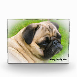 パグ犬。 フォトブロック