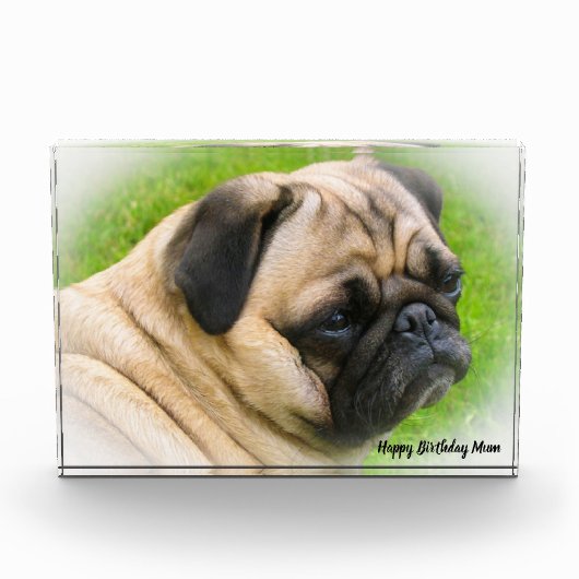 パグ犬。 フォトブロック (正面)