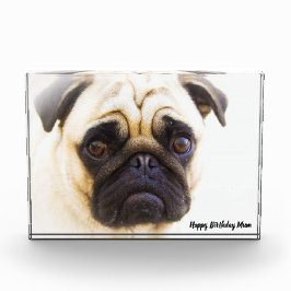 パグ犬。 フォトブロック