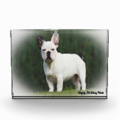 パグ犬。 フォトブロック (正面)