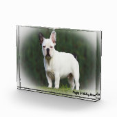 パグ犬。 フォトブロック (右)