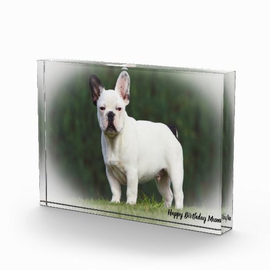 パグ犬。 フォトブロック (右)