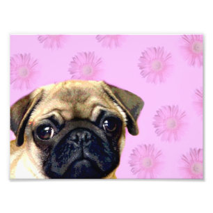 パグ犬 フォトプリント           