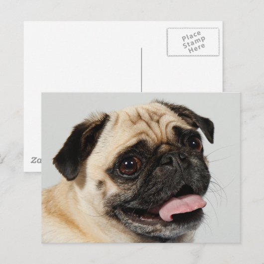 パグ犬 ポストカード (正面/裏面)