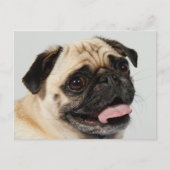 パグ犬 ポストカード (正面)