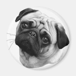 パグ犬 マグネット