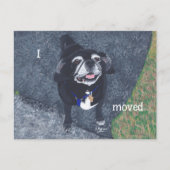 パグ犬 新住所 ポストカード (正面)