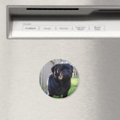 パグ磁石 マグネット (インサイチュ (食洗機))