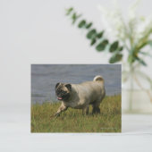 パグ遊の水の近く ポストカード (スタンド正面)