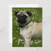 パグ遊の花 ポストカード (正面/裏面)